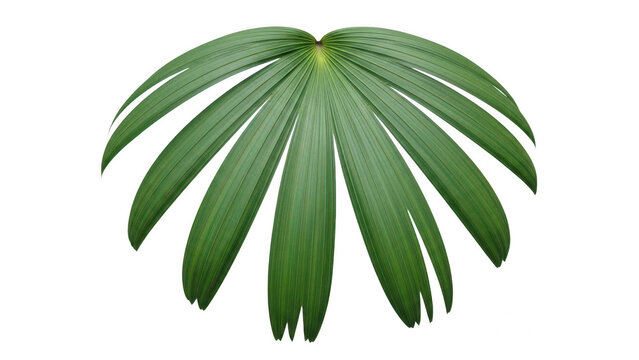Single green palm leaf frond isolated on white background