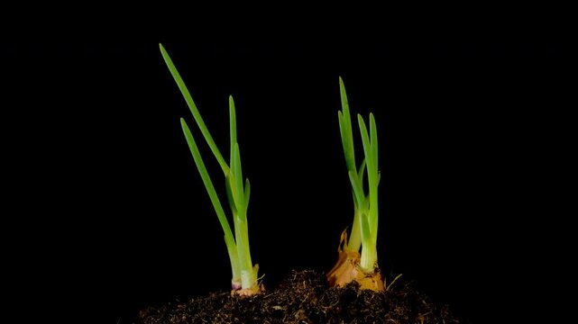 Growing onions time-lapse on dark fertile soil, symbol of business growth and success.