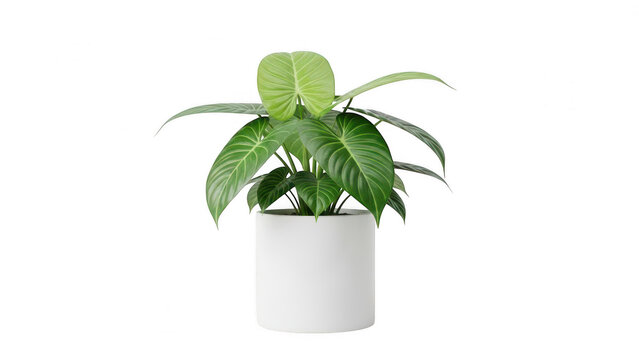Green potted plant with large leaves in white ceramic pot, botanical