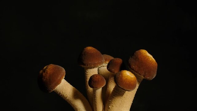Close-up time-lapse of mushroom gills opening and cap development, biology concept.