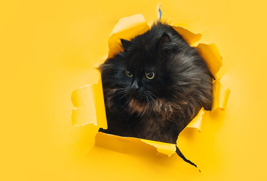 Funny black cat looks through ripped hole in yellow paper. Peekaboo. Naughty pets and mischievous domestic animals. Copy space.
