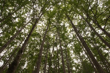 Fototapeta premium trees in the forest