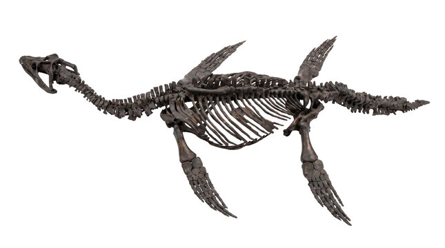 A detailed, full-body skeleton of a plesiosaur, a prehistoric marine reptile, displayed against a clean white background.