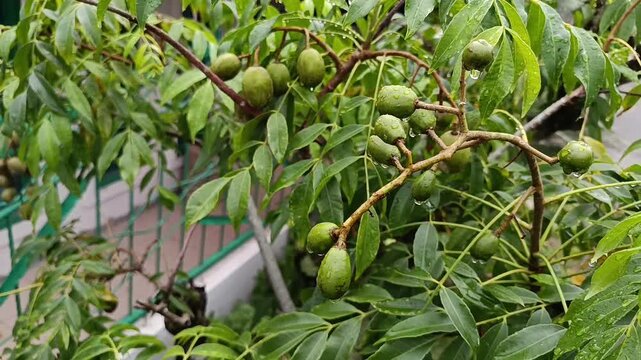 Green ambarella fruits after rain on tree branch