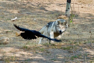 wolf chasing raven © Kathryn