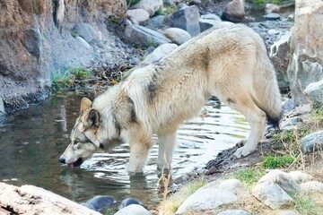 wolf drinking from stream © Kathryn