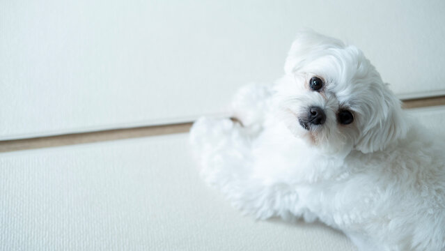 Cute white Maltese dog resting comfortably on a soft sofa at home, looking curious and relaxed in a bright cozy interior.