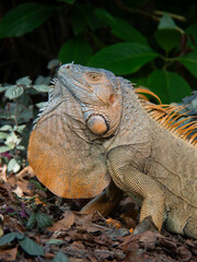 Naklejka premium Green iguana close up among tropical leaves in Costa Rica