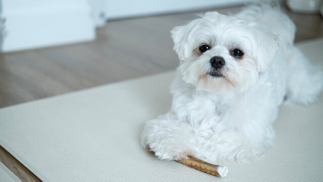 Adorable Maltese dog lying on a sofa with a chew treat between its paws, enjoying a calm and cozy moment at home.