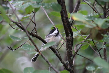 Chickadee In The Woods, Whitemud Park, Edmonton, Alberta © Michael Mamoon