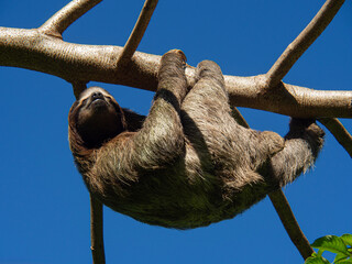 Obraz premium Three toed sloth hanging upside down from a tree branch against a clear blue sky in Costa Rica