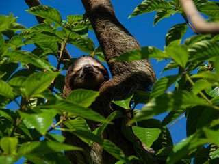 Obraz premium Three toed sloth hanging from a tree branch with eyes closed surrounded by green leaves against a blue sky in Costa Rica