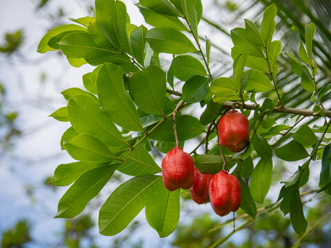 Red ackee fruit growing on a tree branch among green leaves against the sky in Costa Rica