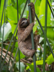 Obraz premium Full length three toed sloth climbing up a tall green reed stem in Costa Rica