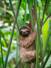 Obraz premium Young three toed sloth climbing green plant stems and looking at camera in Costa Rica