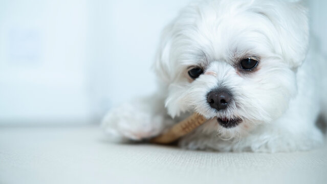 Close-up portrait of a healthy white Maltese dog happily chewing a dog treat while relaxing indoors at home.