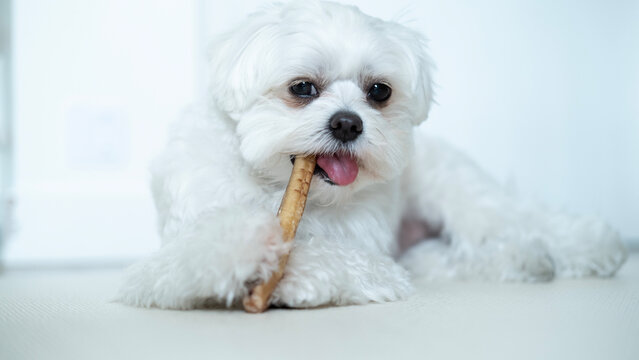 Cute Maltese dog holding a chew stick with its paw and sticking out its tongue while enjoying a tasty snack at home.