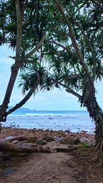 A tranquil tropical beach scene framed by mature pandanus trees, revealing turquoise waters, a rocky shoreline, and a distant island under a dramatic sky in Kalim beach, Phuket, Thailand.