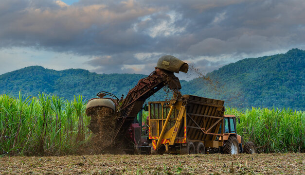 Harvesting sugar cane on the island of Mauritius
