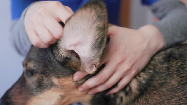Vet checking dog ears of mixed-breed pet. Close-up of animal examination in veterinary clinic