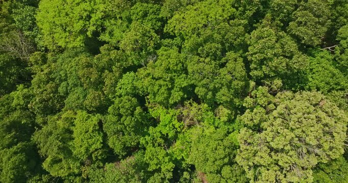 This bird eye view captures the rich green forest bordering the calm waters of Bang Wad Reservoir, Phuket largest freshwater reservoir and an important natural resource.
