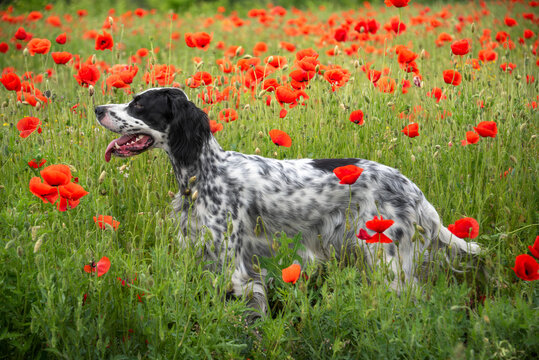Beautiful white with black spots English setter stands in the middle of a field with blooming poppies. Walking with a dog outside the city. Hunting dogs.