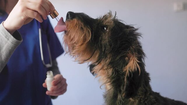 Pet dog taking cbd hemp oil - Canine licking cannabis and vitamins on dropper for anxiety treatment