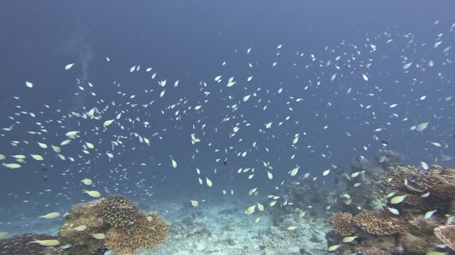 A wide underwater shot glides past rugged coral outcrops and sandy seabed while a large school of small tropical fish crosses blue water on a Maldives reef.