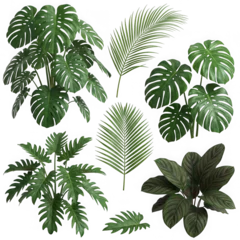 Collection of various tropical green leaves isolated on white background © Sumaiya3