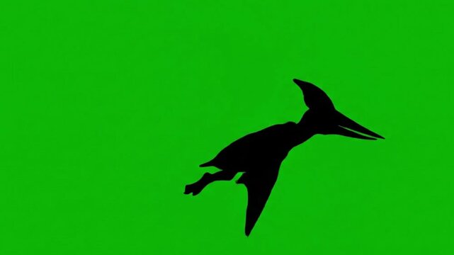 Pteranodon flying green screen video