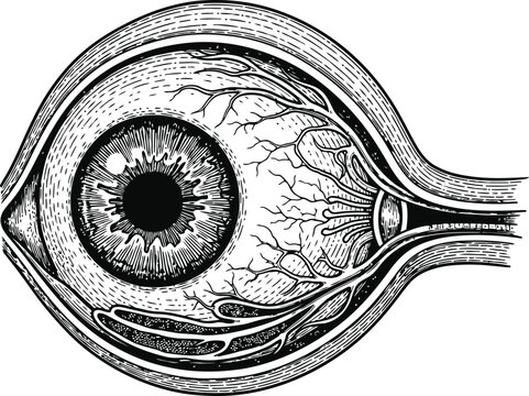 Detailed ENGRAVING VINTAGE anatomical eye illustration with intricate vascular detail against a white background