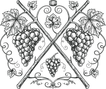 Engraving vintage grape cluster with crossed vine branches and barrel motif for winery branding