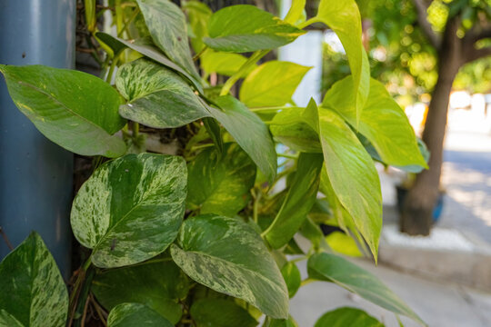 Green pothos ivy leaves climbing on a pipe outdoor with bokeh background. Fresh epipremnum aureum plant template for nature, gardening, or eco friendly concept.