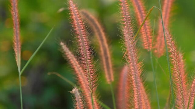 Close up of golden wild feather grass glowing in sunlight with soft blurred green bokeh background, aesthetic nature stock video