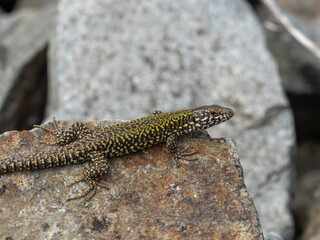 Fototapeta premium P7120751 basking European wall lizard, Podarcis muralis, cECP 2026