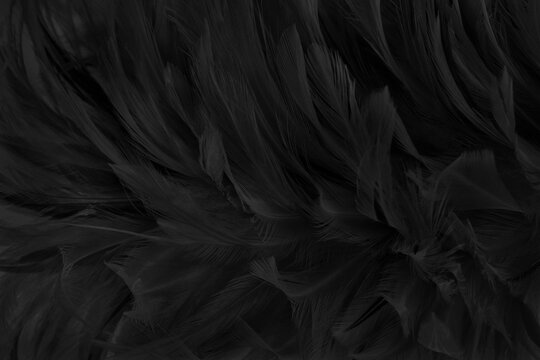 Beautiful black grey bird feathers pattern texture background.