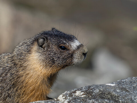 P7120427 yellow-bellied marmot, Marmota flaviventer, subadult, cECP 2026