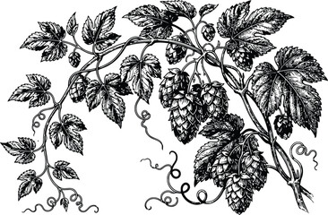 Fototapeta premium Vintage engraving of lush hop vines with detailed leaves and cones during harvest season