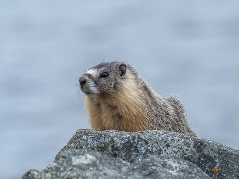 P7110379 yellow-bellied marmot, Marmota flaviventer, on high rock, cECP 2026