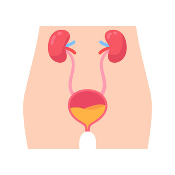 Essential human urinary system diagram kidneys, ureters, and bladder for waste excretion.