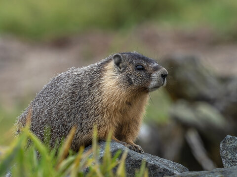 P7110324 yellow-bellied marmot, Marmota flaviventer, side view on a rock, cECP 2026