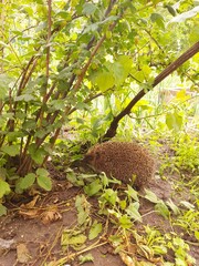 European hedgehog (Erinaceus europaeus) walking beneath green bushes in a natural garden. Wild mammal in its natural habitat surrounded by lush foliage, representing wildlife, biodiversity, ecology © Antonina Polezhayeva