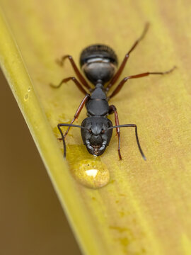 P6071493 Western carpenter ant, Camponotus modoc, drinking nectar, ECP 2026