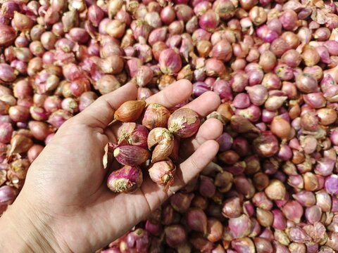 Close-up of fresh shallots held in a hand with a background full of harvested shallots at a traditional market. This image showcases natural textures and vibrant colors