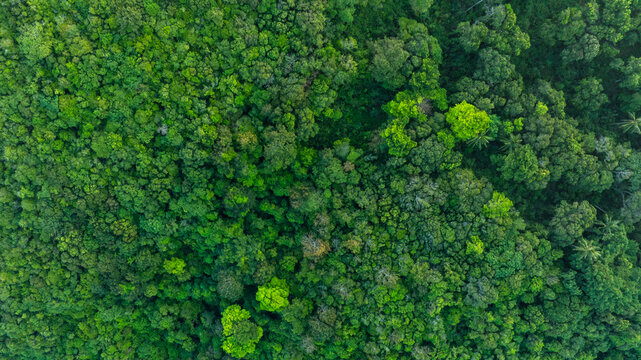 aerial view of dark green forest Rich natural ecosystem, rainforest, natural forest conservation concept.	

