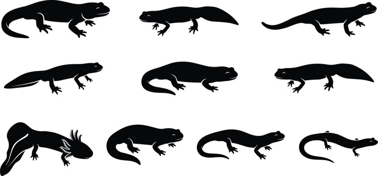 salamander, newt, and axolotl silhouettes in black isolated on white background for graphic design