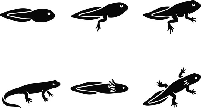 Silhouette vector icons illustrating the amphibian life cycle from tadpole to adult salamander and axolotl