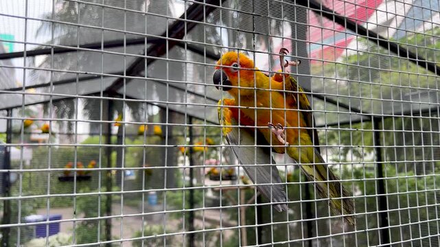 Sun Conure parrot in cage is nodding its head and chirping happily