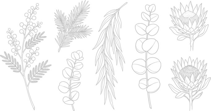 Hand drawn botanical collection featuring mimosa sprigs pine branches eucalyptus leaves and protea flowers in a clean line art style