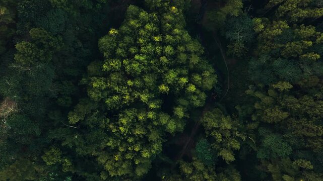 Aerial view of dense forest canopy in autumn light. Lush green and yellow leaves create textured pattern. Treetops form a soft, organic tapestry overhead. Sunlight filters through branches